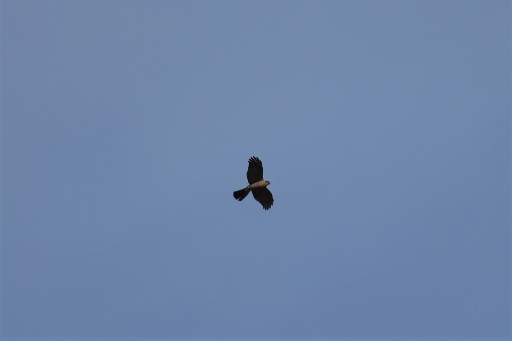 Eurasian Sparrowhawk